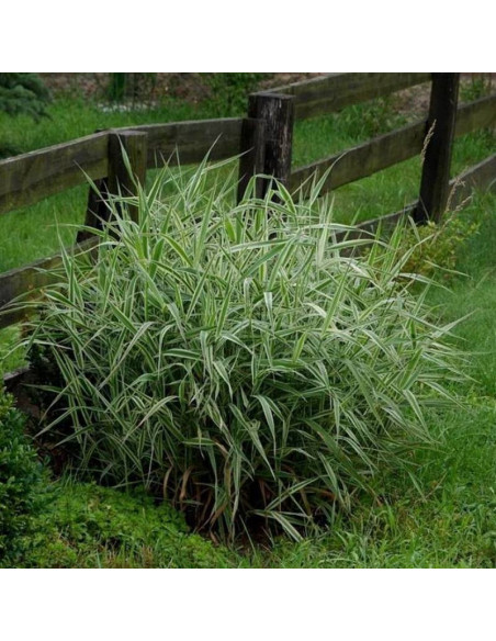 Picta Phalaris arundinacea Mozga trzcinowata