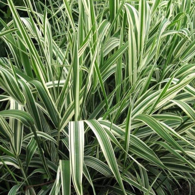 Mozga trzcinowata Phalaris arundinacea Picta