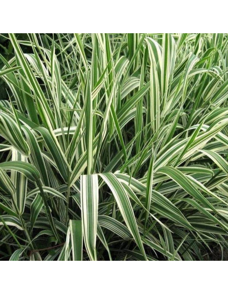 Mozga trzcinowata Phalaris arundinacea Picta