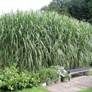 Miscanthus giganteus Miskant olbrzymi 2