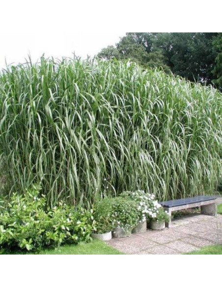 Miskant olbrzymi Miscanthus giganteus