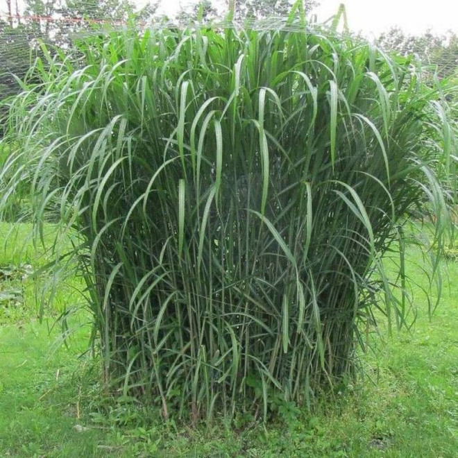 Miscanthus giganteus Miskant olbrzymi