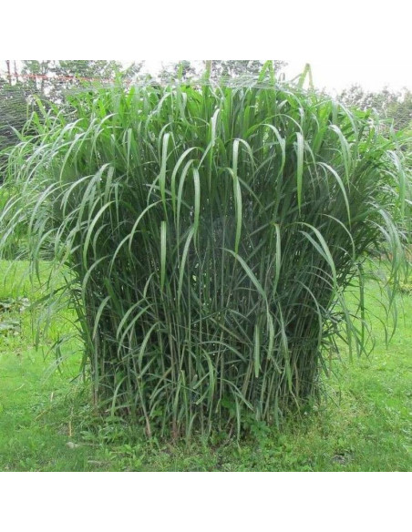 Miscanthus giganteus Miskant olbrzymi