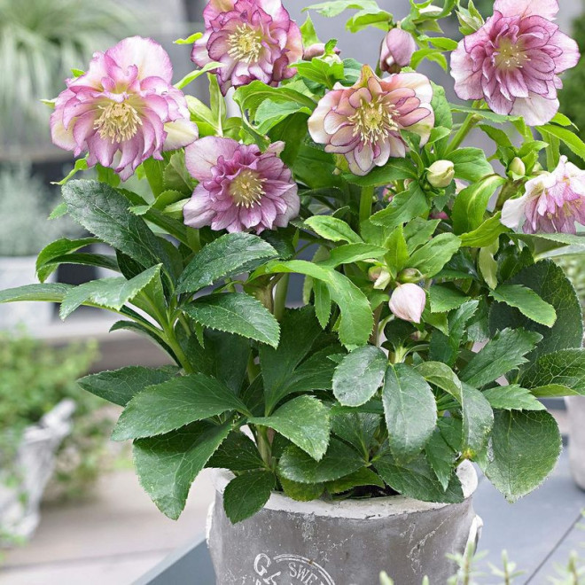 Ciemiernik wschodni Double Ellen Pink Helleborus orientalis