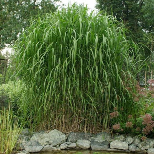 Miscanthus giganteus Miskant olbrzymi