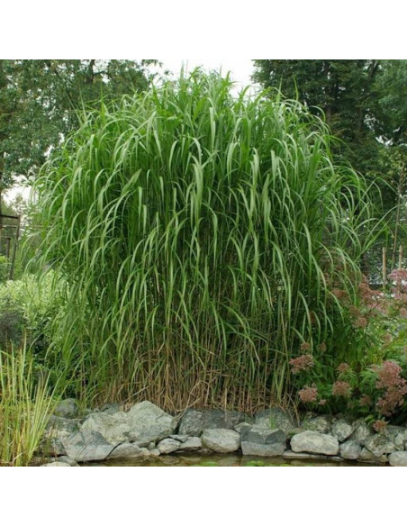 Miscanthus giganteus Miskant olbrzymi