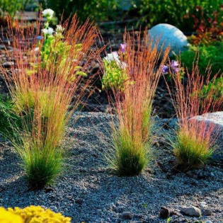 Festuca walberla Kostrzewa Walberla