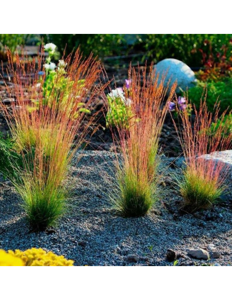 Festuca walberla Kostrzewa Walberla