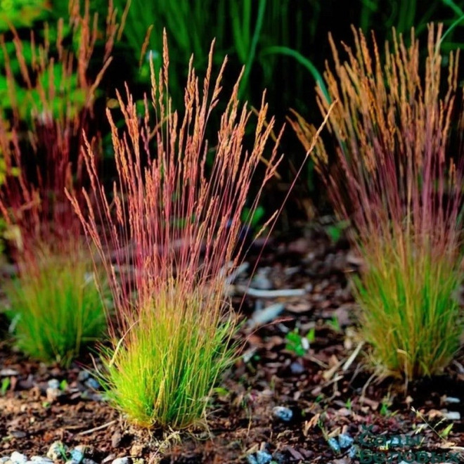Kostrzewa Walberla Festuca walberla