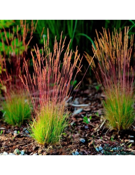 Kostrzewa Walberla Festuca walberla