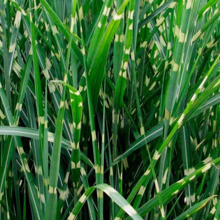 Miskant chiński Zebrinus Paskowany Bambus Miscanthus sinensis