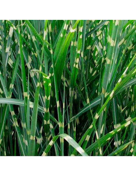 Miskant chiński Zebrinus Paskowany Bambus Miscanthus sinensis