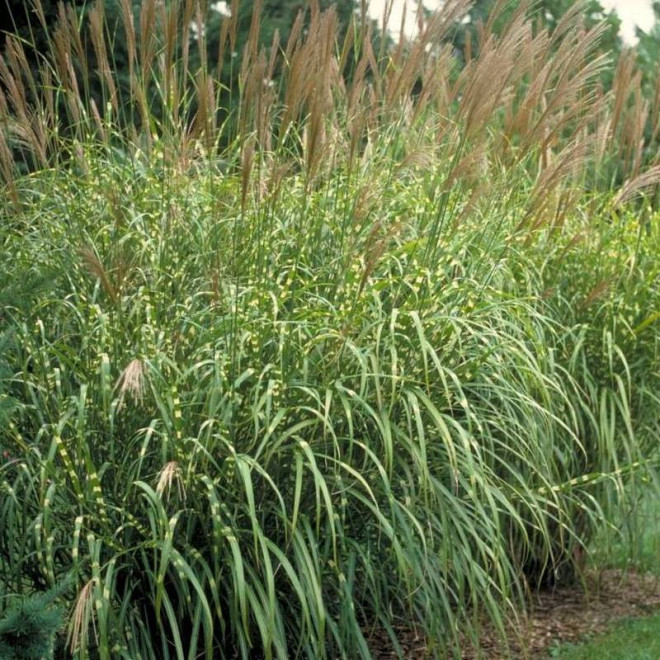 Zebrinus Paskowany Bambus Miscanthus sinensis Miskant chiński