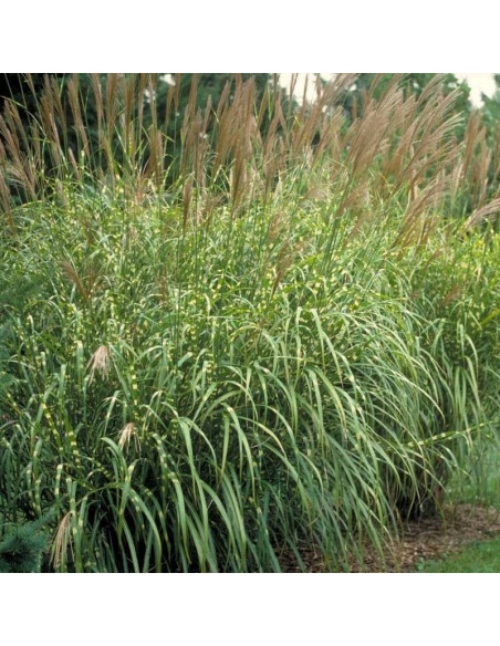 Zebrinus Paskowany Bambus Miscanthus sinensis Miskant chiński