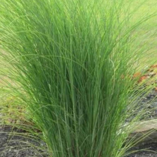 Miskant chiński Yaku Jima Misctanthus sinensis 2