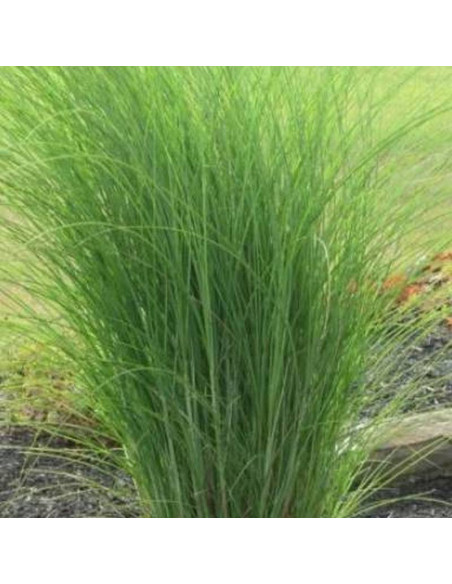 Yaku Jima Misctanthus sinensis Miskant chiński