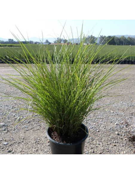 Miskant chiński Yaku Jima Misctanthus sinensis