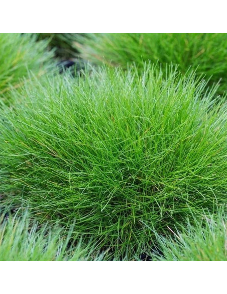 Niedźwiedzie futro Kostrzewa miotlasta Festuca scoparia