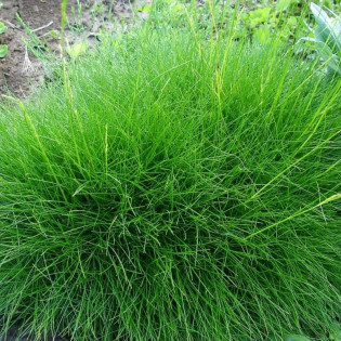 Niedźwiedzie futro Kostrzewa miotlasta Festuca scoparia 2