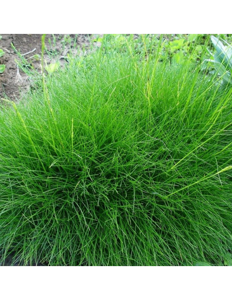 Festuca scoparia Kostrzewa miotlasta Niedźwiedzie futro