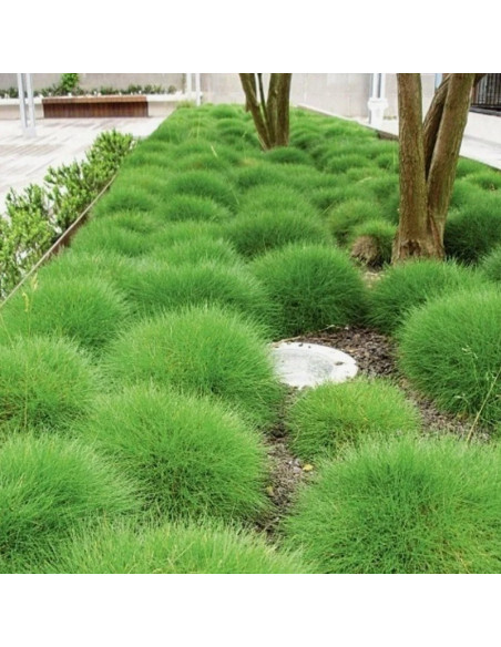 Kostrzewa miotlasta Festuca scoparia Niedźwiedzie futro