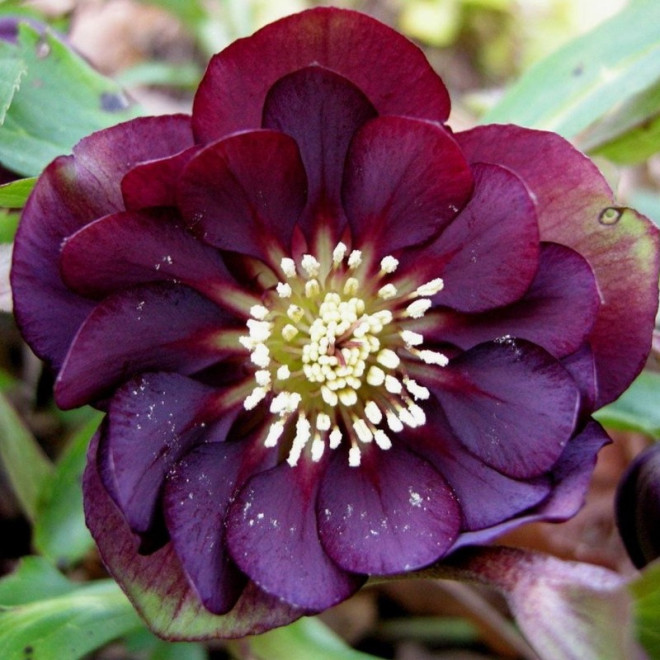 Ciemiernik wschodni Double Ellen Purple Helleborus orientalis