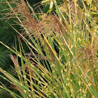 Miskant chiński Strictus Miscanthus sinensis 2
