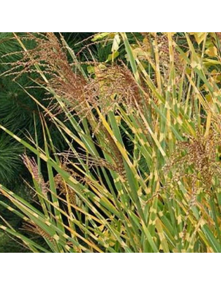 Strictus Miscanthus sinensis Miskant chiński