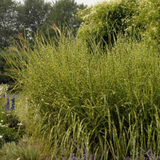 Miskant chiński Strictus Miscanthus sinensis