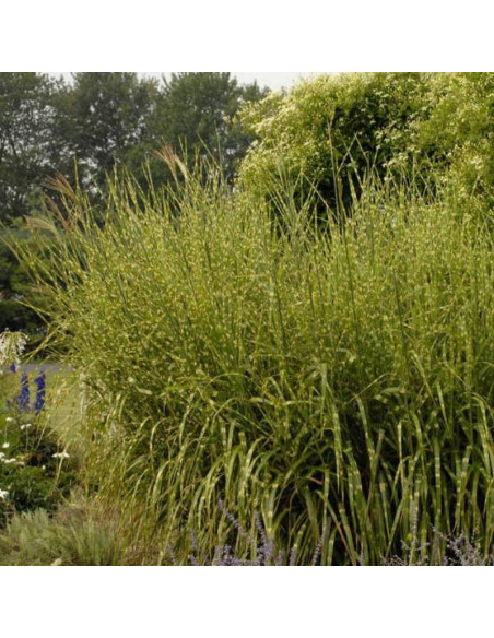 Miskant chiński Strictus Miscanthus sinensis