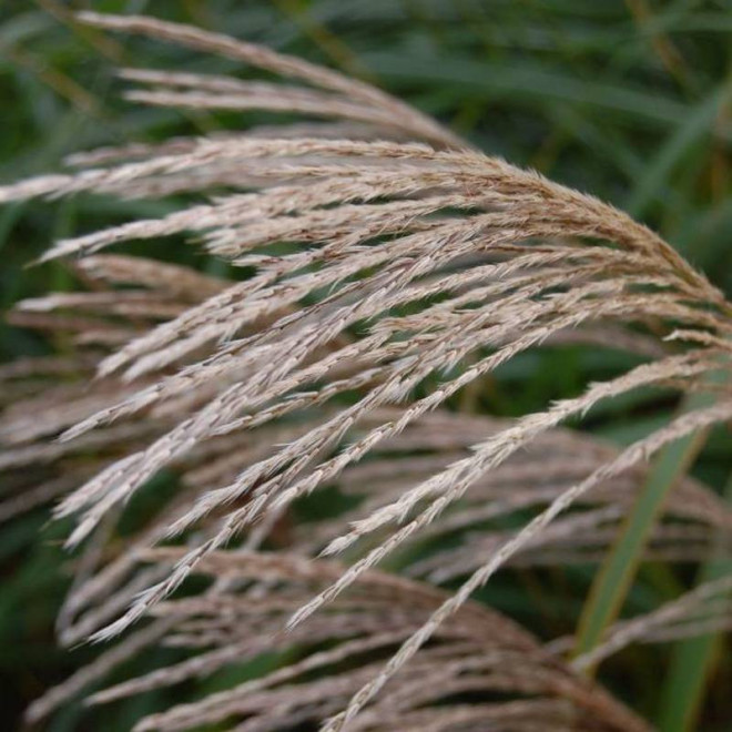 Silberfeder Miscanthus sinensis Miskant chiński