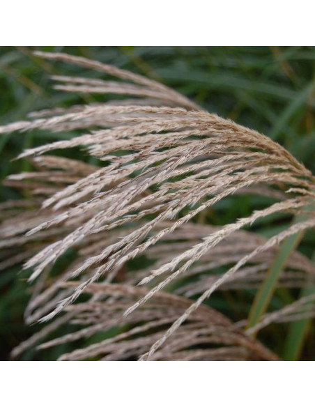 Silberfeder Miscanthus sinensis Miskant chiński