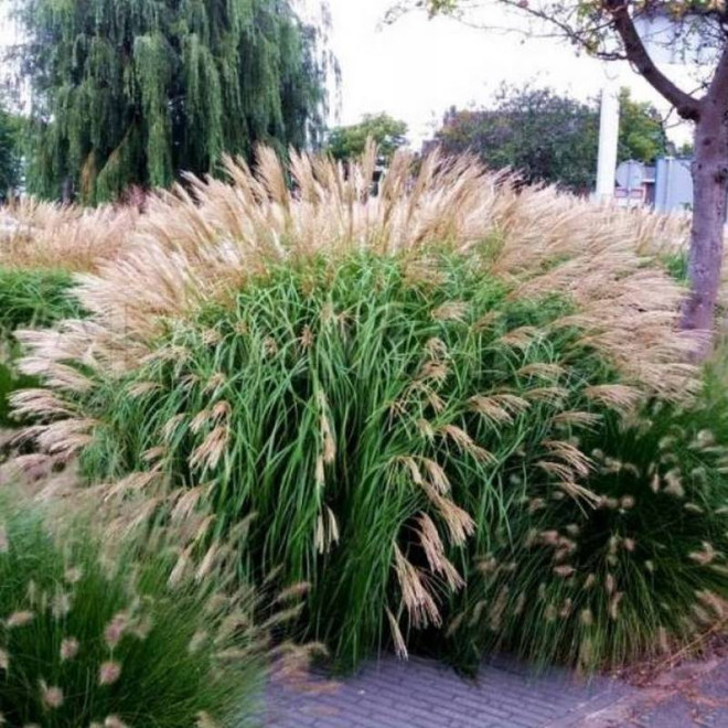 Miskant chiński Silberfeder Miscanthus sinensis
