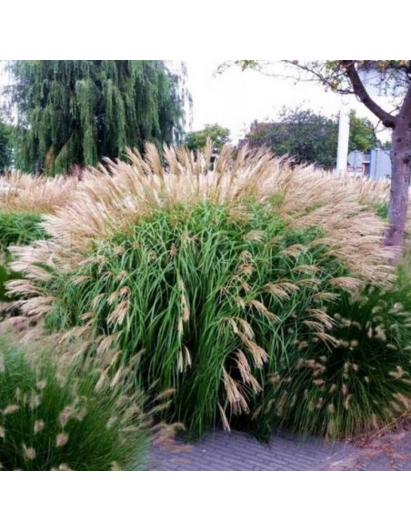 Miskant chiński Silberfeder Miscanthus sinensis