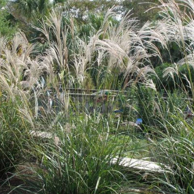 Miskant chiński Miscanthus sinensis Silberfeder