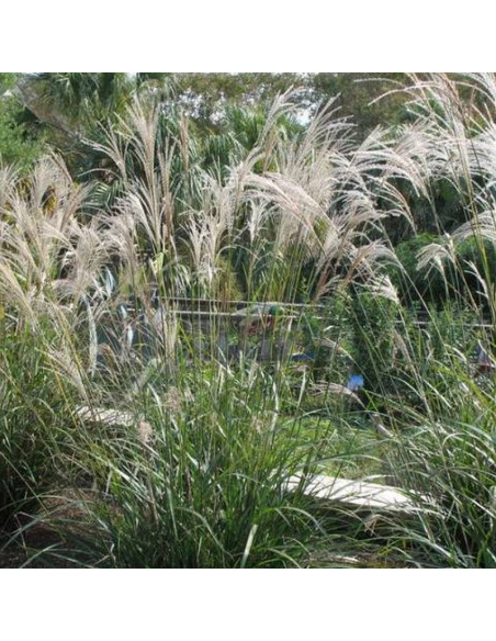 Miskant chiński Miscanthus sinensis Silberfeder