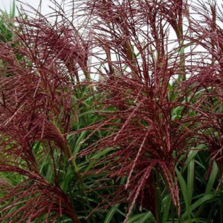 Miskant chiński Red Chief Miscanthus sinensis