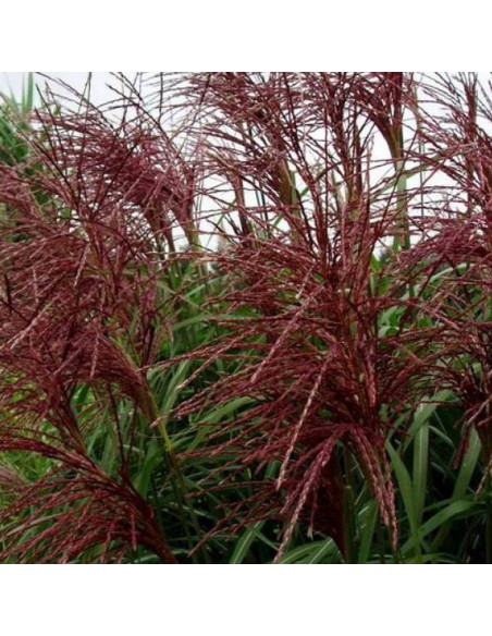 Miskant chiński Red Chief Miscanthus sinensis