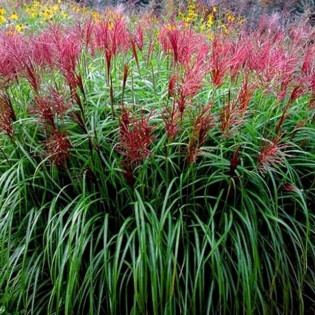 Miskant chiński Red Chief Miscanthus sinensis 2