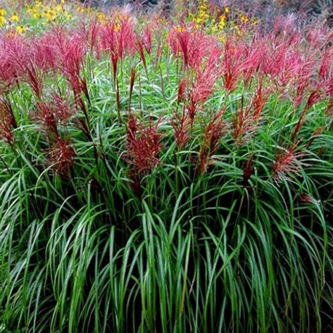 Red Chief Miscanthus sinensis Miskant chiński