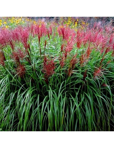 Red Chief Miscanthus sinensis Miskant chiński