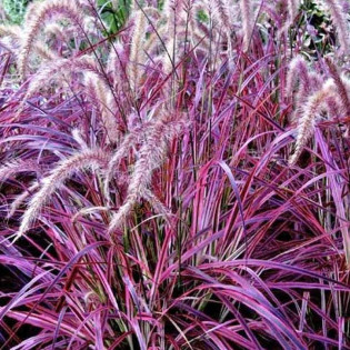 Miskant chiński Purple Fall Miscanthus sinensis