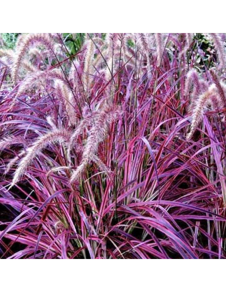 Miskant chiński Purple Fall Miscanthus sinensis