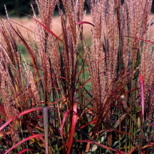 Miskant chiński Purple Fall Miscanthus sinensis 2