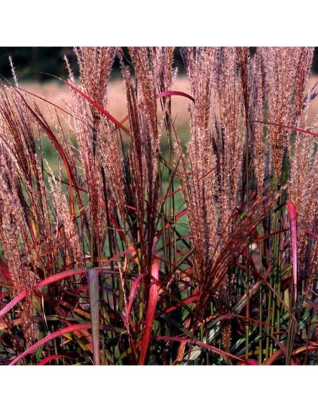 Purple Fall Miscanthus sinensis Miskant chiński