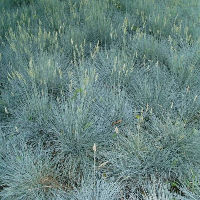 Festina Festuca glauca Kostrzewa popielata