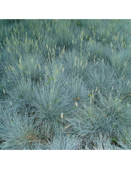 Festina Festuca glauca Kostrzewa popielata