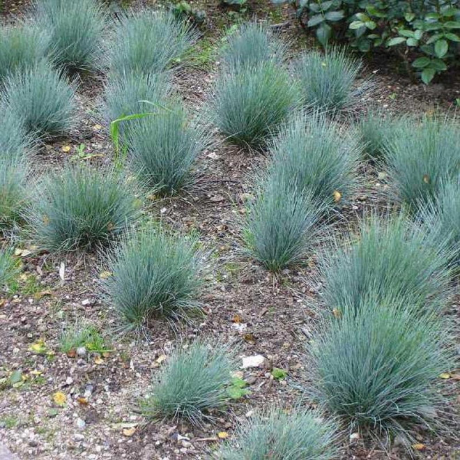 Festina Kostrzewa popielata Festuca glauca