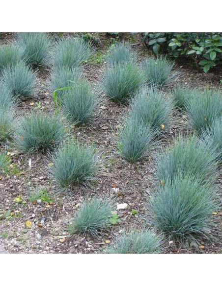 Festina Kostrzewa popielata Festuca glauca