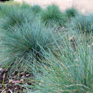 Kostrzewa popielata Festina Festuca glauca